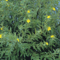 Creeping water primrose treated by Airmax® Pond Logic® Shoreline Defense® Aquatic Herbicide