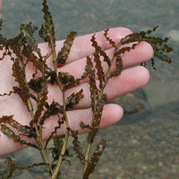 Curly leafed pondweed treated by Airmax® Pond Logic® Ultra PondWeed Defense® Aquatic Herbicide