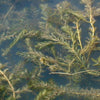Eurasian watermilfoil treated by Airmax® Pond Logic® Ultra PondWeed Defense® Aquatic Herbicide