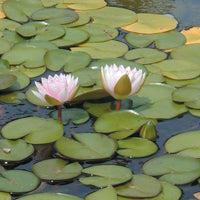 Lily pads treated by Airmax® Pond Logic® Shoreline Defense® Aquatic Herbicide