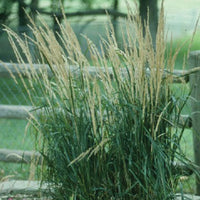 Shoreline grasses treated by Airmax® Pond Logic® Shoreline Defense® Aquatic Herbicide