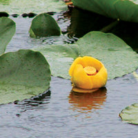 Spatterdock treated by Airmax® Pond Logic® WipeOut™ PondWeed Defense® Aquatic Herbicide