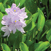 Water hyacinth treated by Airmax® Pond Logic® Ultra PondWeed Defense® Aquatic Herbicide