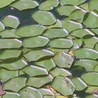 Water shield treated by Airmax® Pond Logic® Ultra PondWeed Defense® Aquatic Herbicide