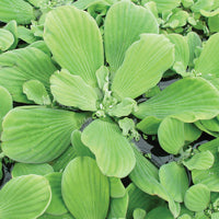 Water lettuce treated by Airmax® Pond Logic® Shoreline Defense® Aquatic Herbicide